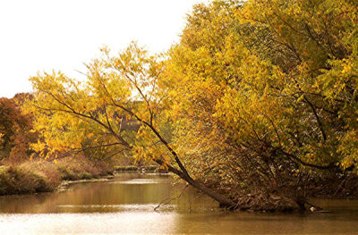 Fall Along Salado Creek 5.jpg
