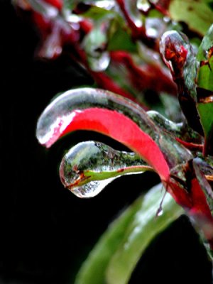 1-2007 Ice Storm 11.jpg