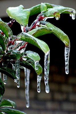 1-2007 Ice Storm 4.jpg