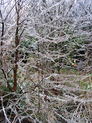 1-2007 Ice Storm 16.jpg