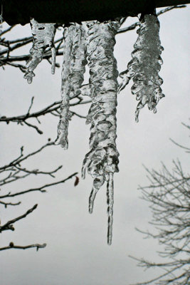 Branches of Ice 1-17-2007.jpg