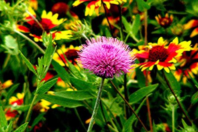 Spring Wildflowers  2007 1.jpg