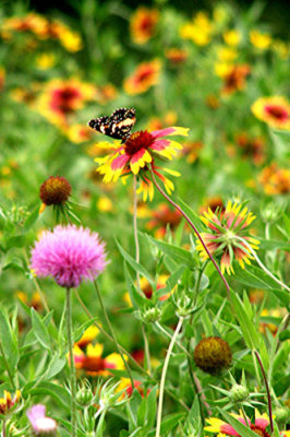Spring Wildflowers 2007  2.jpg