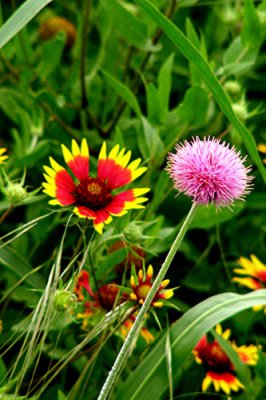 Spring Wildflowers 2007  3.jpg