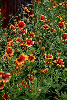 Spring Flowers Nikon D200.jpg