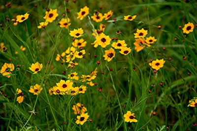 Spring Flowers Nikon D200 5.jpg