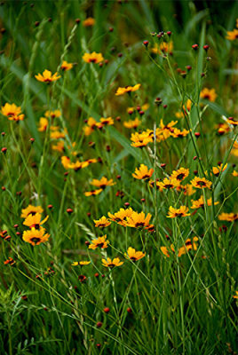 Spring Flowers Nikon D200 7.jpg