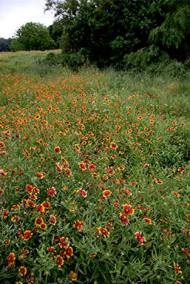 Spring Flowers Nikon D200 12.jpg