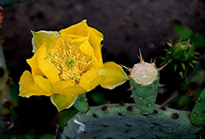 Spring Flowers Nikon D200 17.jpg