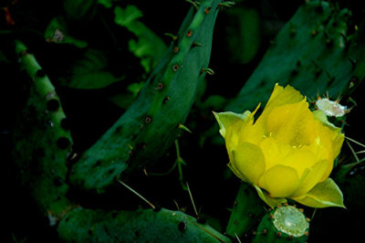 Spring Flowers Nikon D200 21.jpg