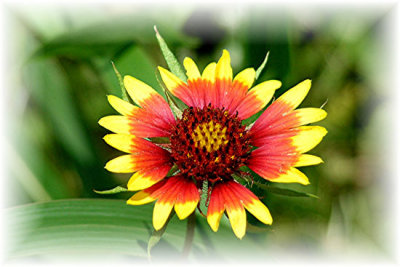 Texas Wildflowers in the Sun  7.jpg