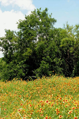 Texas Wildflowers in the Sun  8.jpg