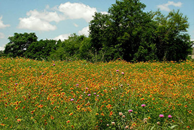 Texas Wildflowers in the Sun  11.jpg