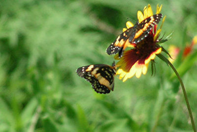 Texas Wildflowers in the Sun  15.jpg