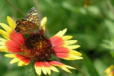 Texas Wildflowers in the Sun  18.jpg