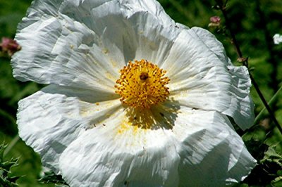 Texas Wildflowers in the Sun  20.jpg