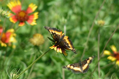 Texas Wildflowers in the Sun  22.jpg