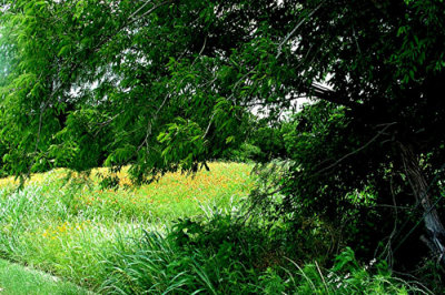 Texas Wildflowers in the Sun  23.jpg