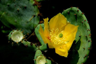 Cactus Flower 3.jpg