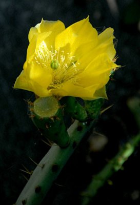 Cactus Flower 4.jpg