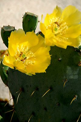 Cactus Flower 6.jpg
