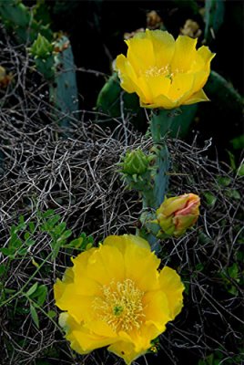 Cactus Flower 8.jpg