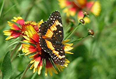 Butterfly on Wildflower.jpg