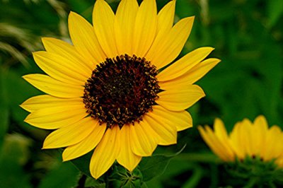 Sunflower 3.jpg