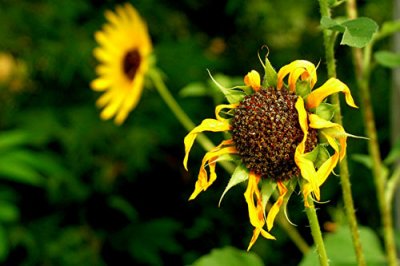 Sunflower 5.jpg