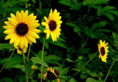 Sunflower 6.jpg