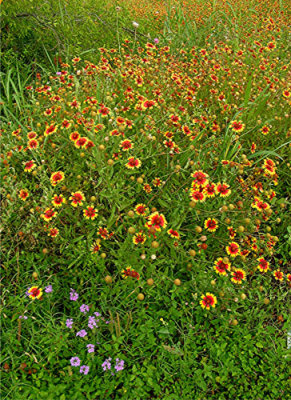 Texas Wildflowers  5-6-2007