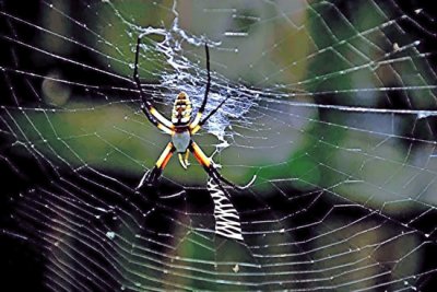 Garden Orb Web Spider 1