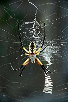 Garden Orb Web Spider 4.jpg