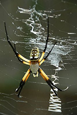 Garden Orb Web Spider 3.jpg