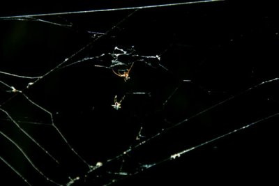Garden Orb Web Spider 5.jpg