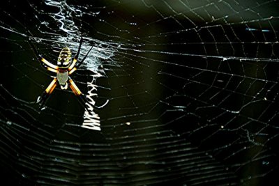 Garden Orb Web Spider 6.jpg