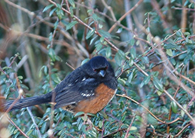 Towee in Stanley Park.jpg