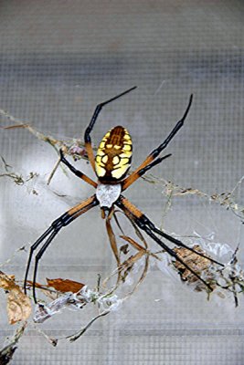 Orb Web Spider 2a.jpg