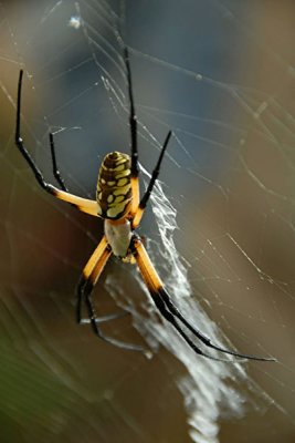 Orb Web Spider 4a.jpg