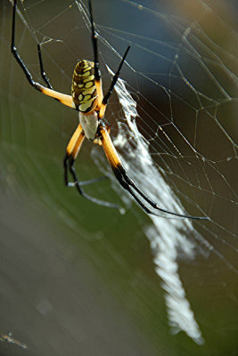 Orb Web Spider 5a.jpg