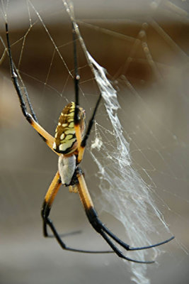 Orb Web Spider 9a.jpg