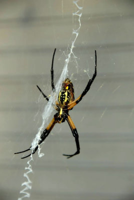 Orb Web Spider Day 5.jpg