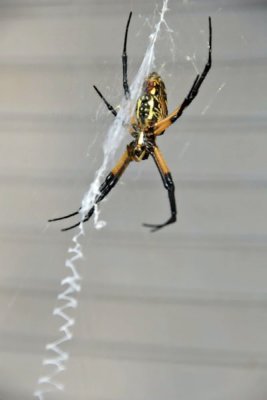 Orb Web Spider Day 5a.jpg