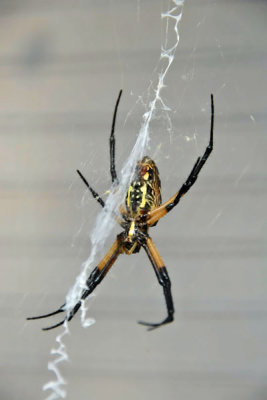 Orb Web Spider Day 5b.jpg