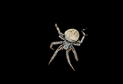 White Night Spider 3.jpg