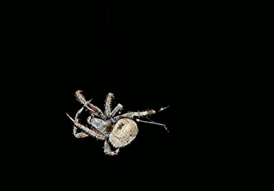 White Night Spider 4.jpg