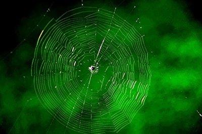 Small Orb Web 1.jpg
