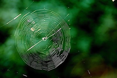 Small Orb Web 2.jpg