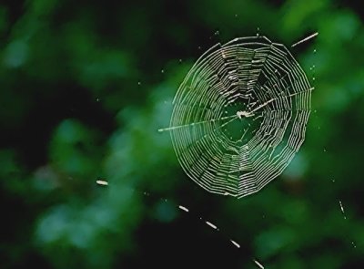 Small Orb Web 3.jpg