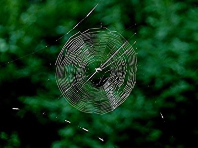 Small Orb Web 4.jpg